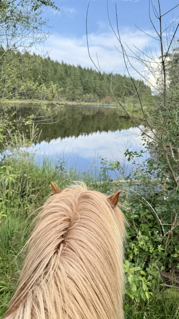 Hest i Klosterheden
